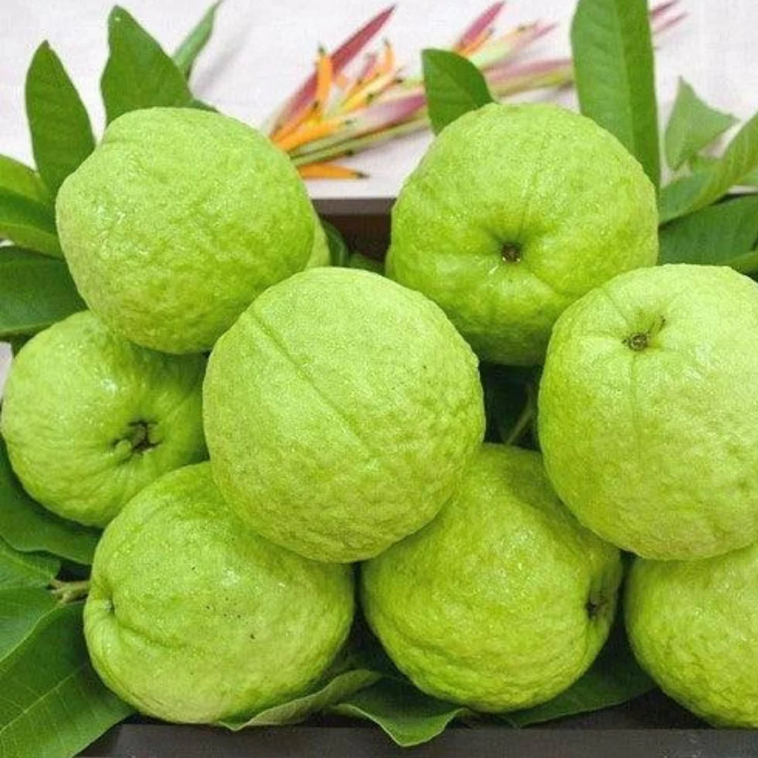 Allahabad guava Psidium guajava seeds for backyard garden